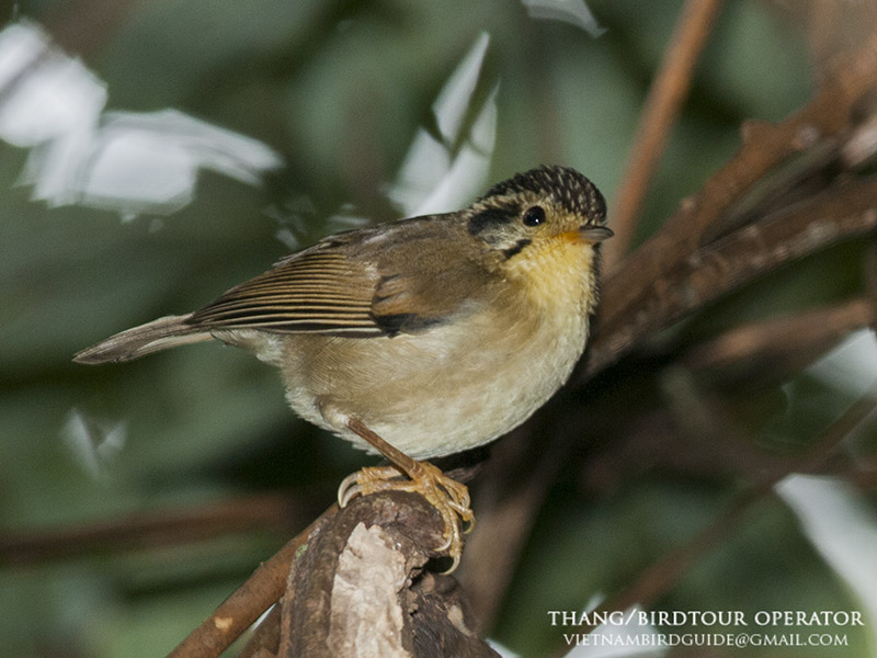 Birds of South East Asia