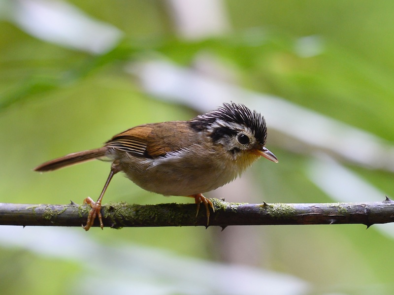 Birds of South East Asia