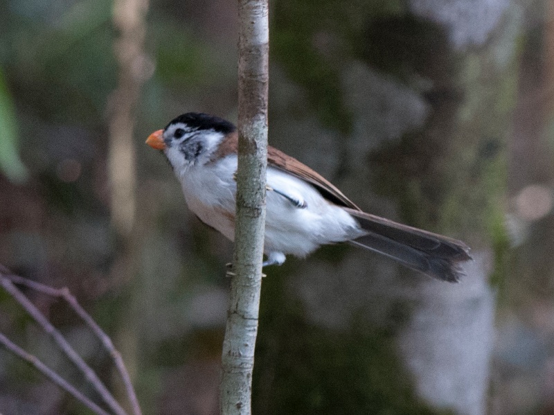 Birds of South East Asia