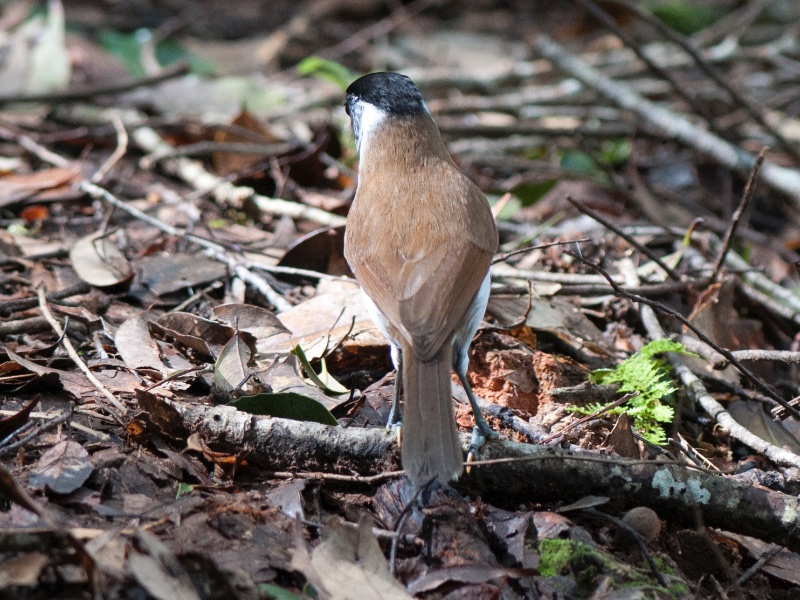 Birds of South East Asia