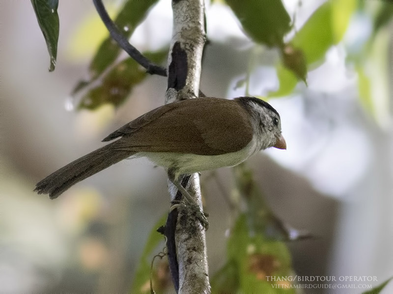 Birds of South East Asia