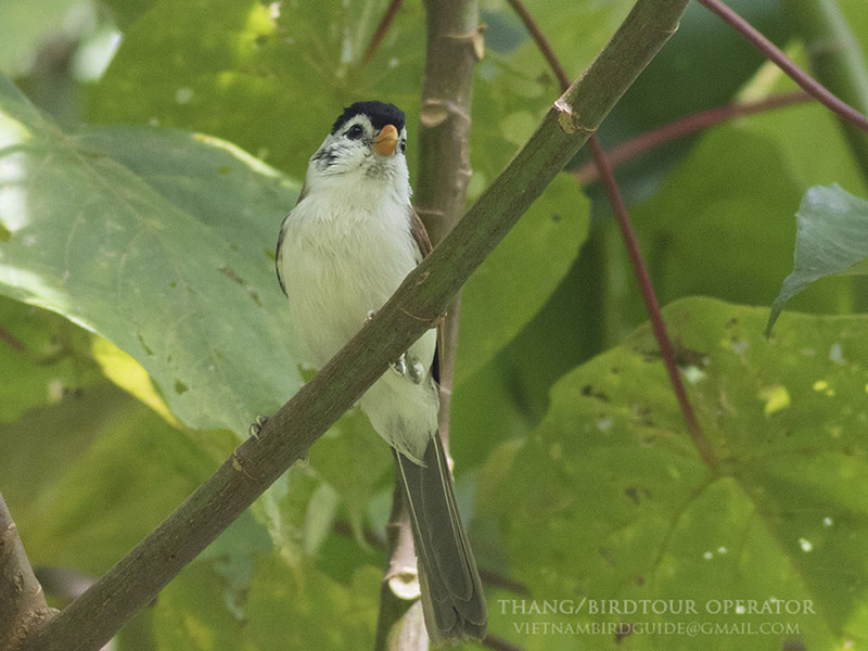Birds of South East Asia