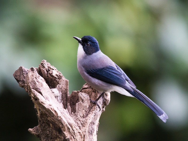 Birds of South East Asia