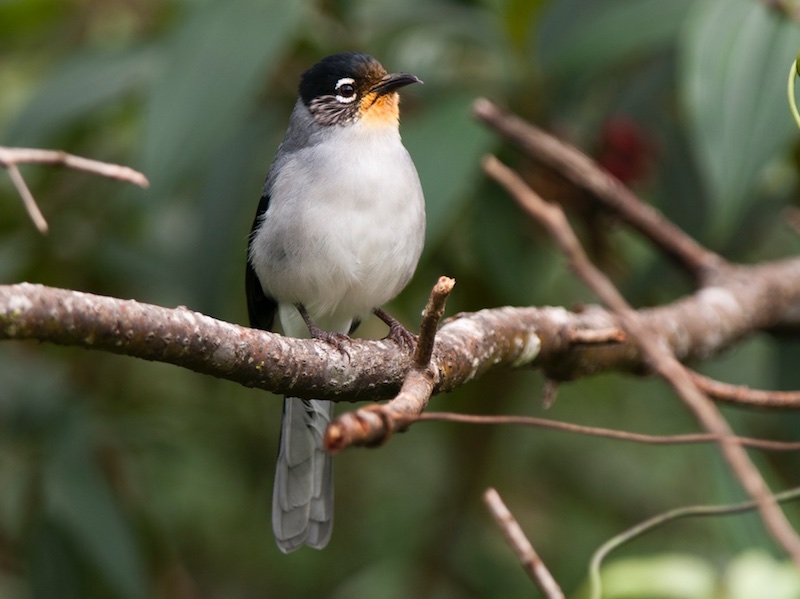 Birds of South East Asia