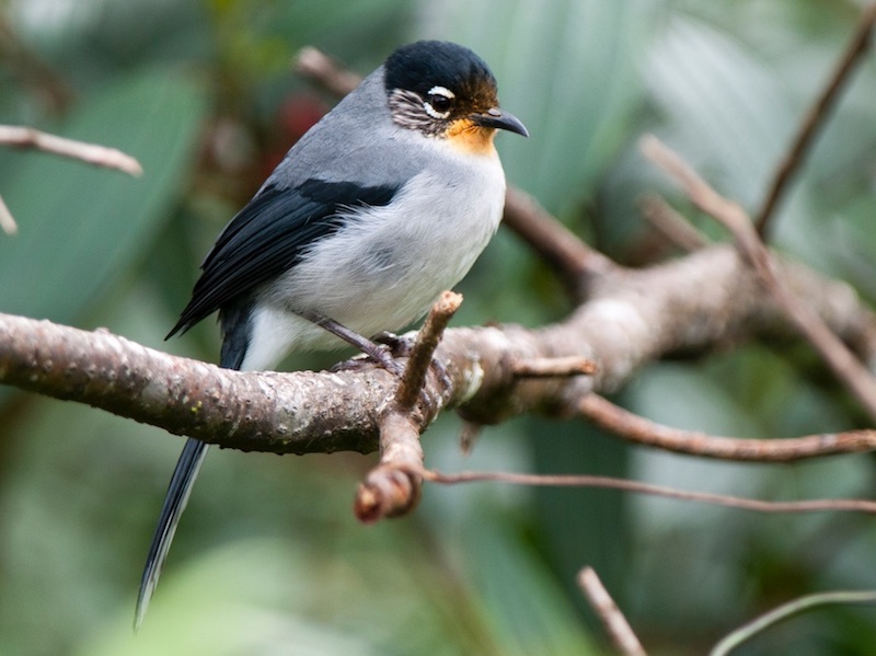 Birds of South East Asia
