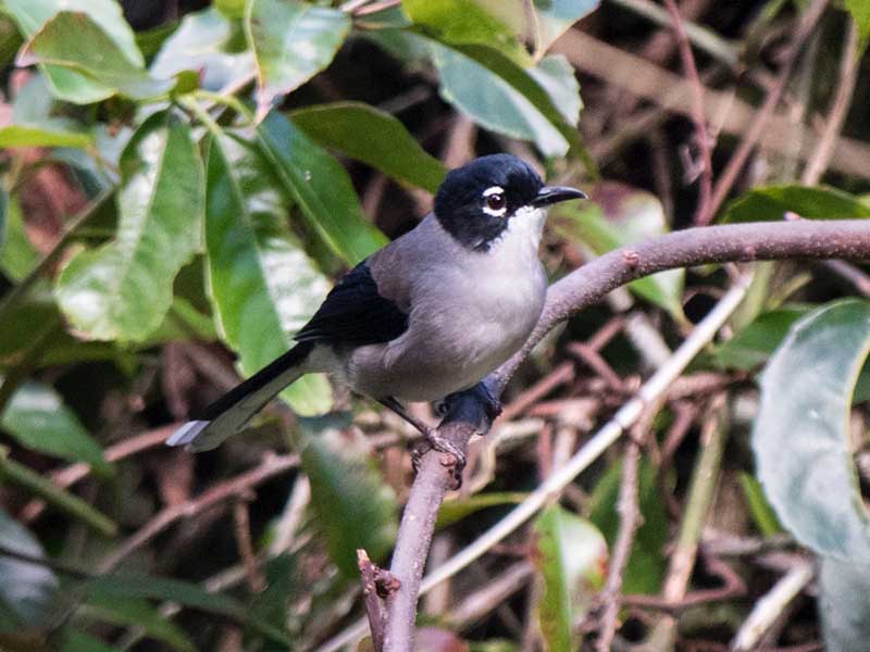 Birds of South East Asia
