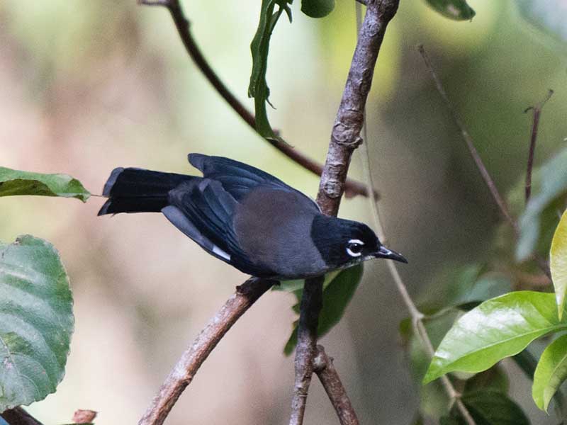 Birds of South East Asia