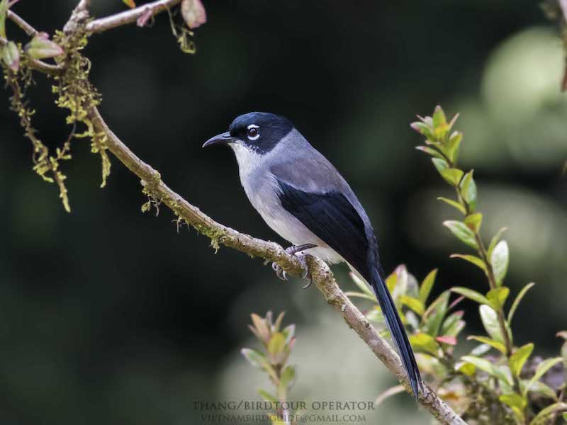 Birds of South East Asia