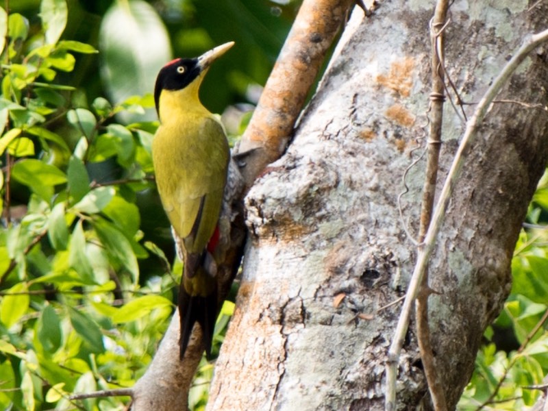 Birds of South East Asia