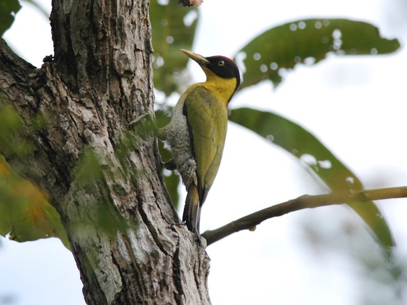 Birds of South East Asia