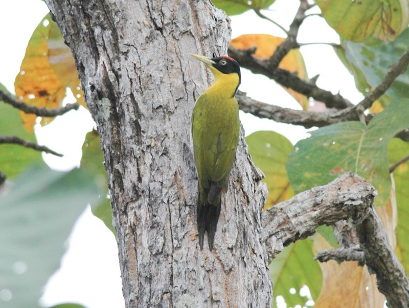 Birds of South East Asia