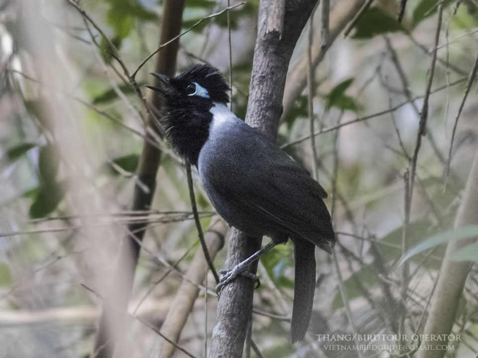 Birds of South East Asia