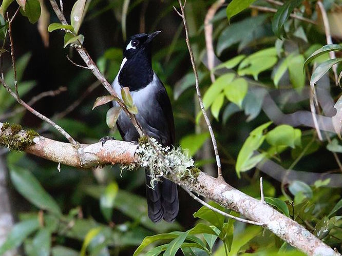 Birds of South East Asia