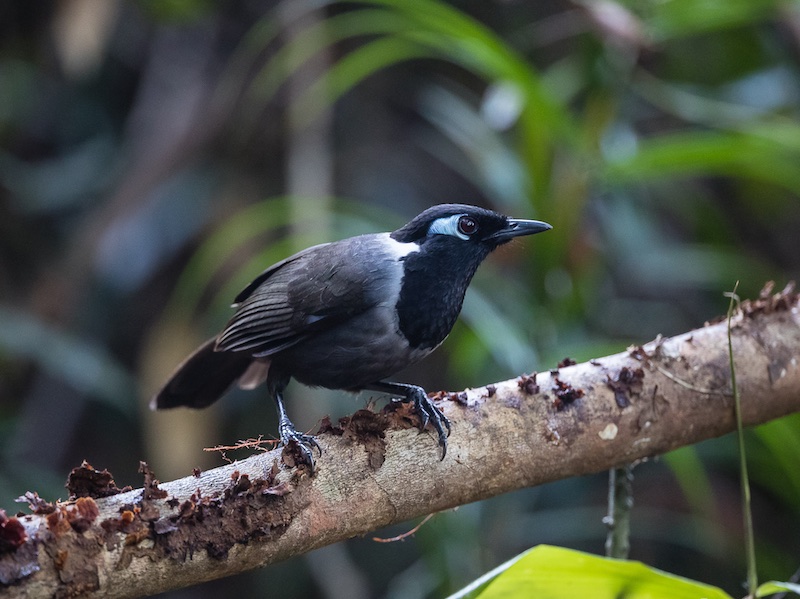 Birds of South East Asia