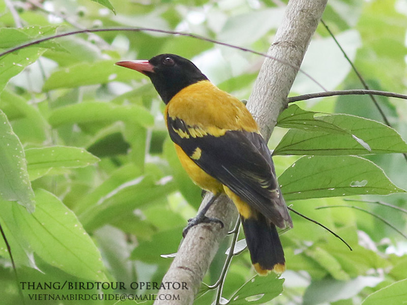 Birds of South East Asia