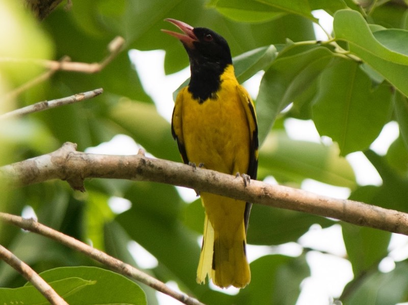 Birds of South East Asia