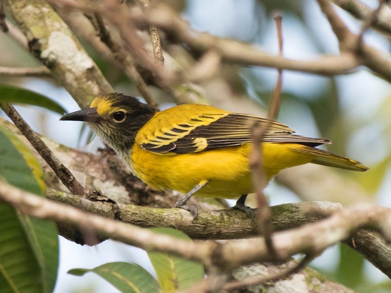 Birds of South East Asia