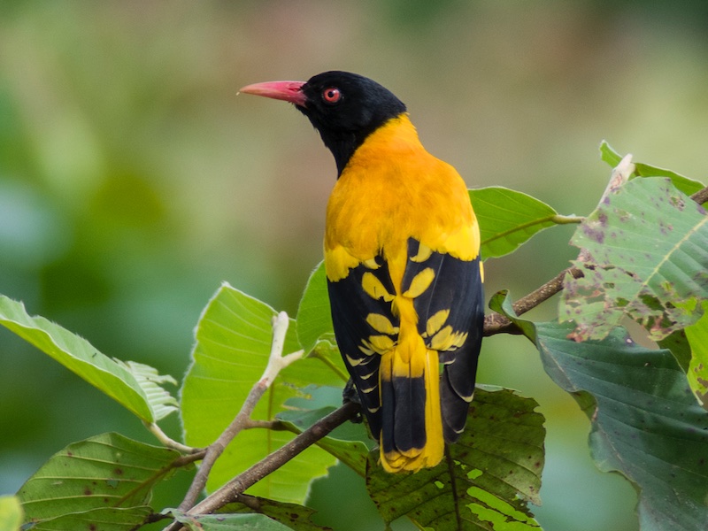 Birds of South East Asia