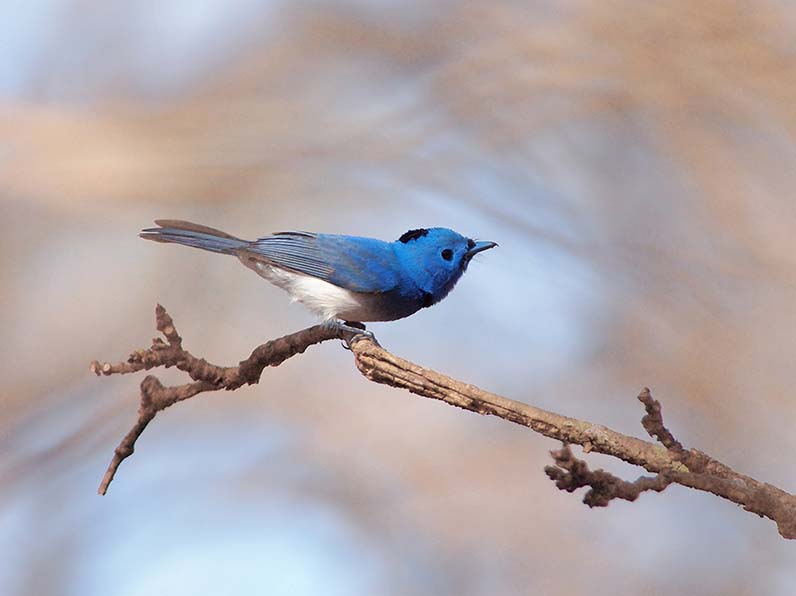 Birds of South East Asia