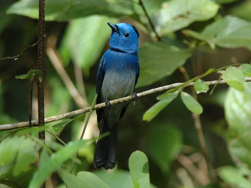Birds of South East Asia