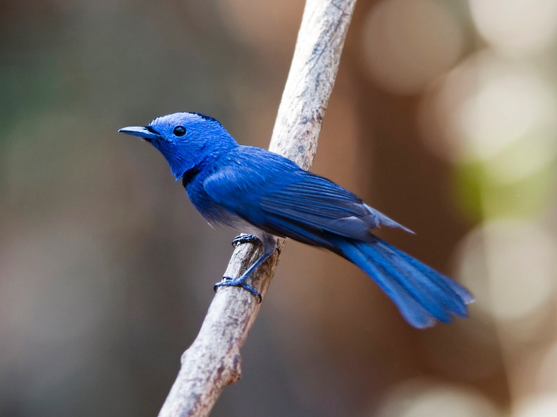 Birds of South East Asia