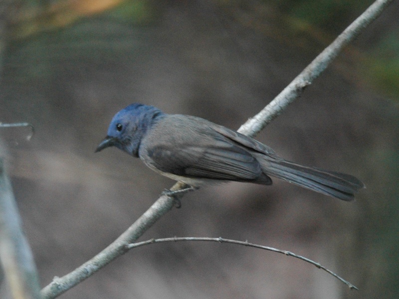 Birds of South East Asia