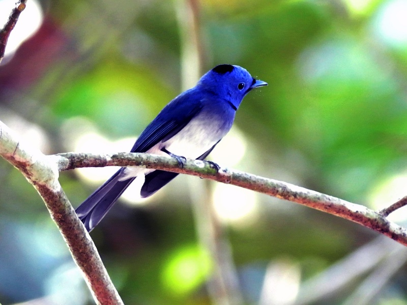 Birds of South East Asia