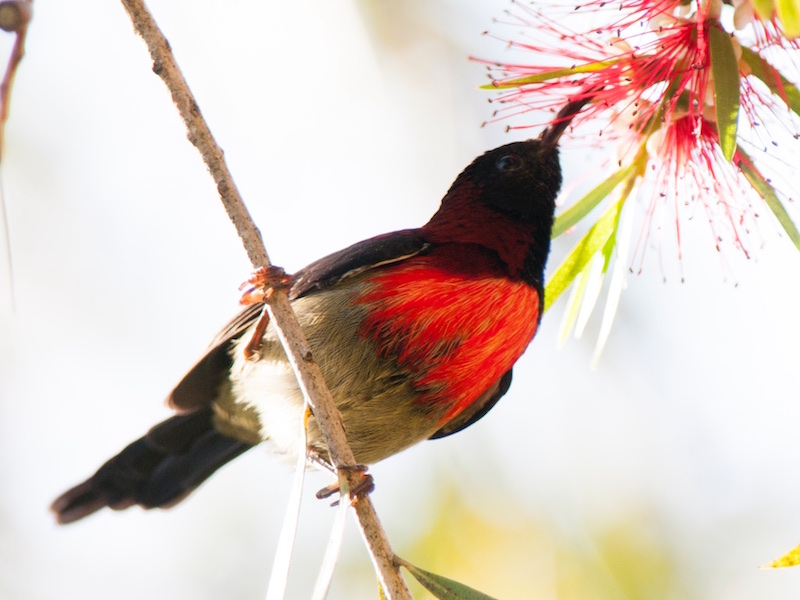 Birds of South East Asia