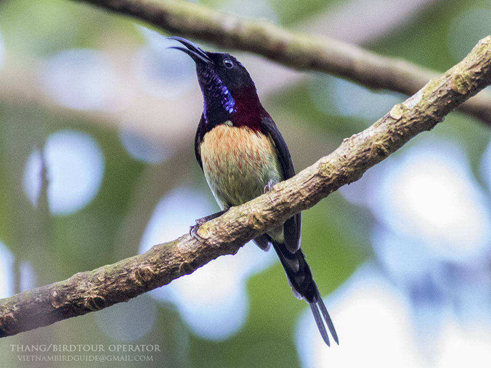 Birds of South East Asia