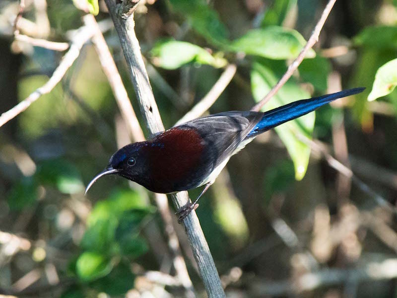 Birds of South East Asia
