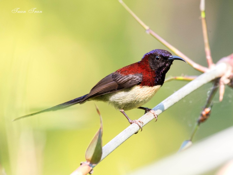 Birds of South East Asia