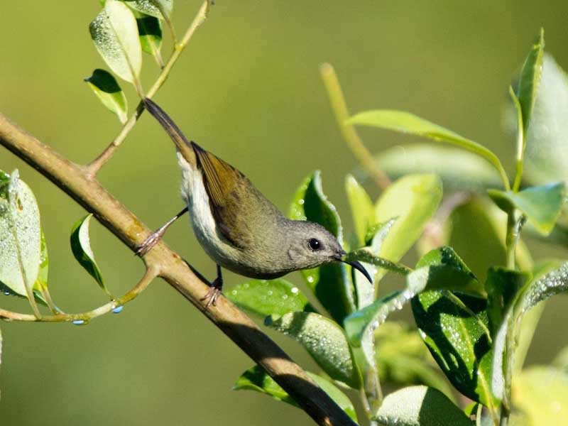 Birds of South East Asia