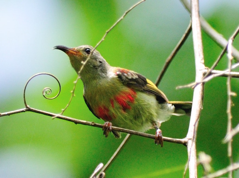 Birds of South East Asia