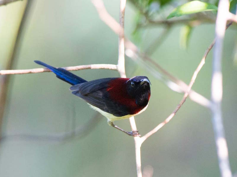 Birds of South East Asia