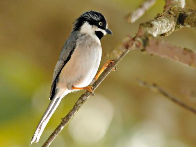 Grey-crowned Bushtit