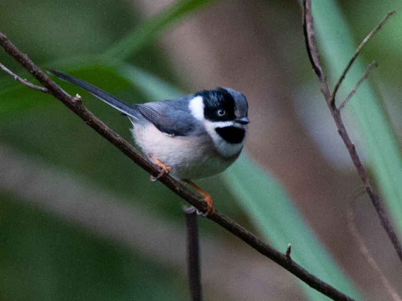 Birds of South East Asia