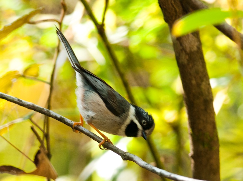 Birds of South East Asia