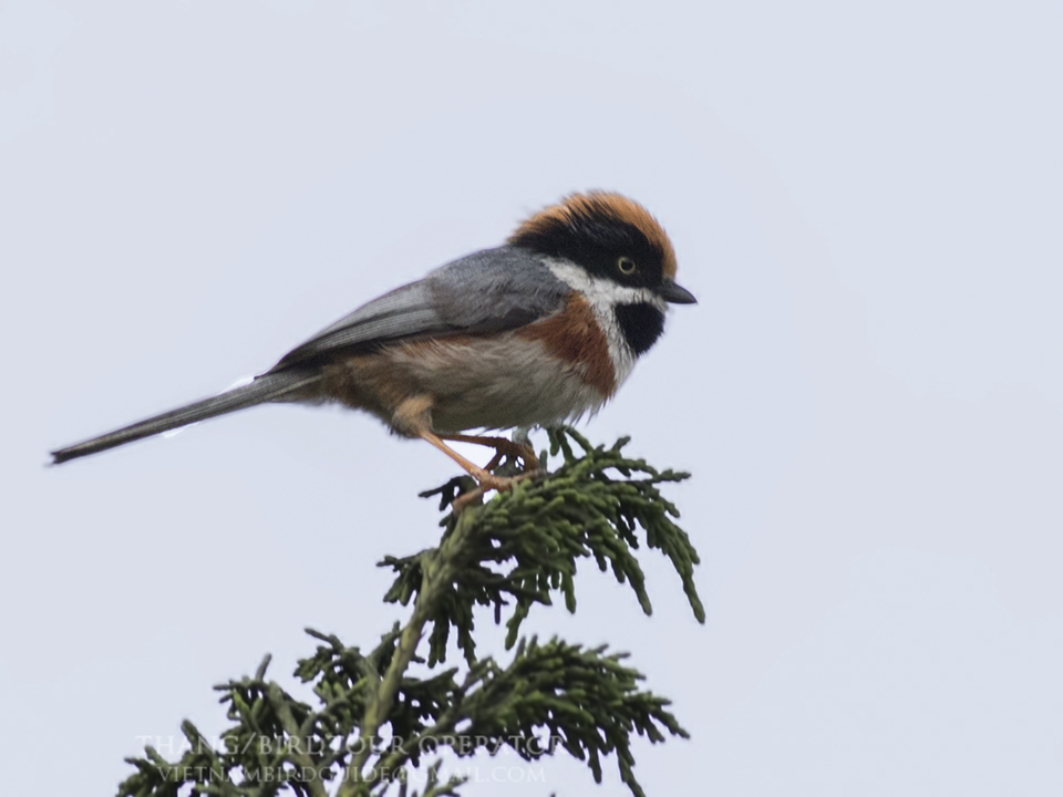Birds of South East Asia