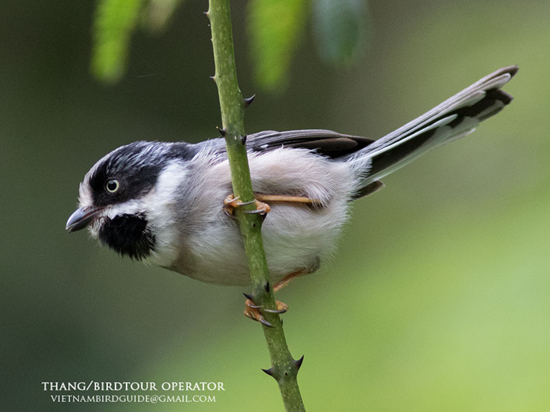 Birds of South East Asia