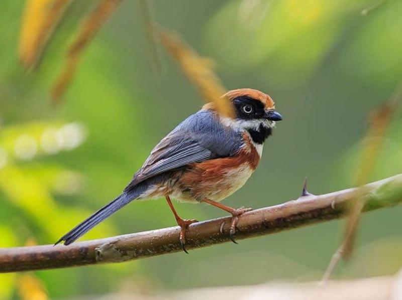 Birds of South East Asia