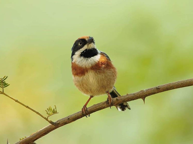 Birds of South East Asia