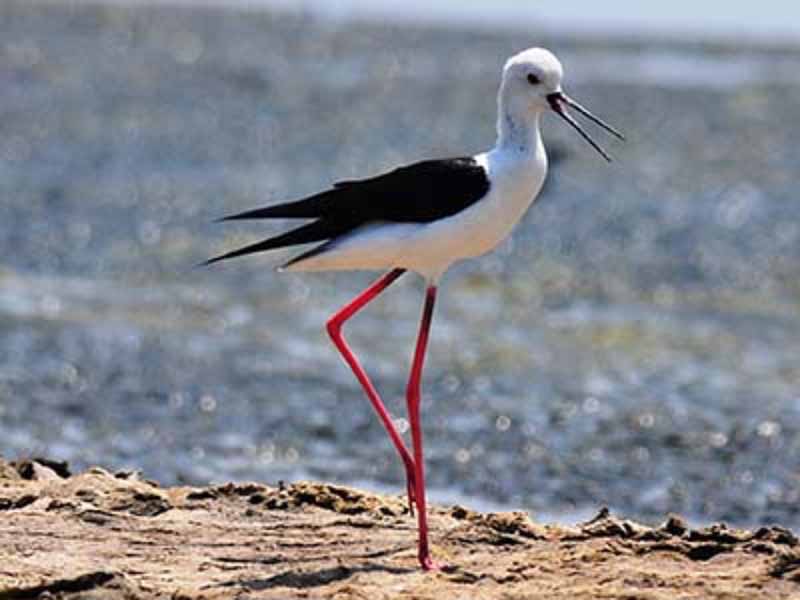 Birds of South East Asia