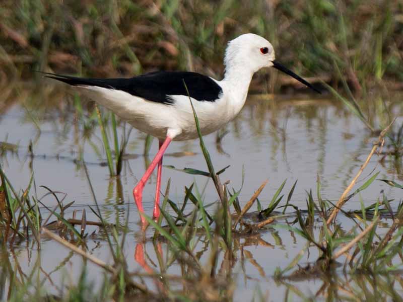 Birds of South East Asia