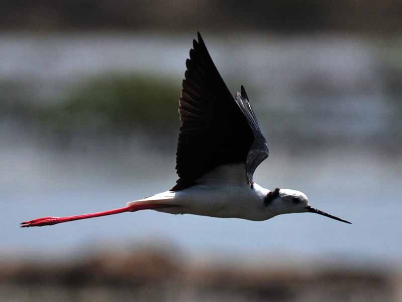 Birds of South East Asia