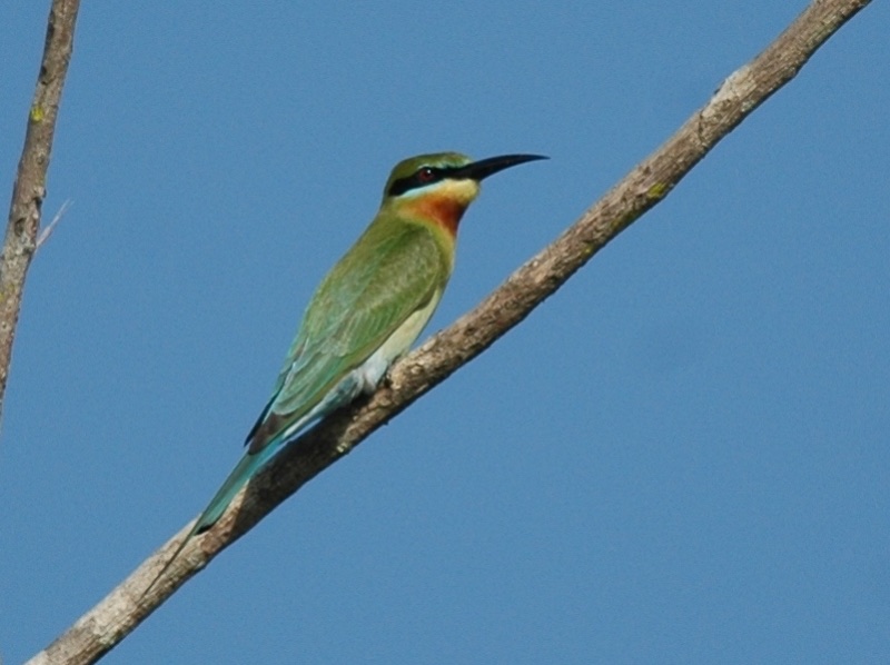Birds of South East Asia