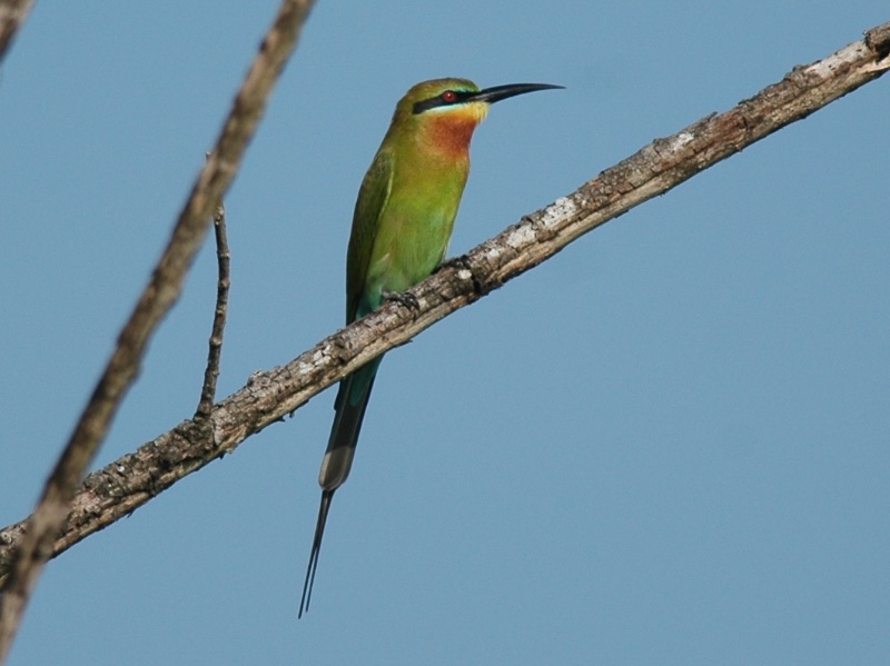 Birds of South East Asia