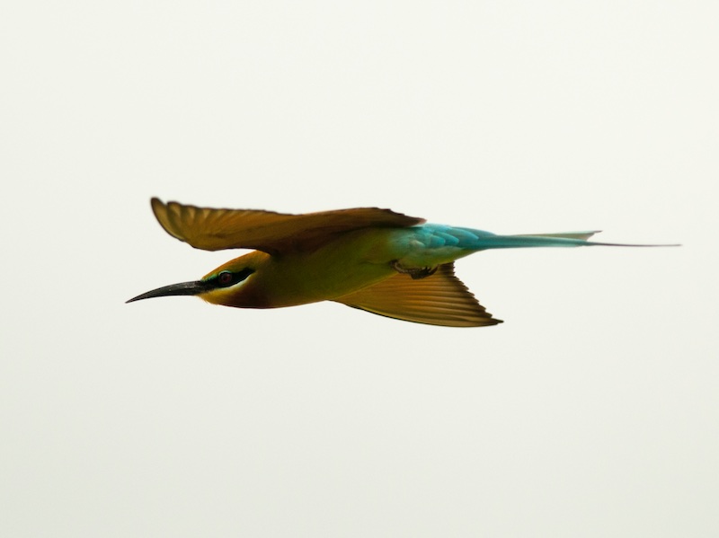 Birds of South East Asia