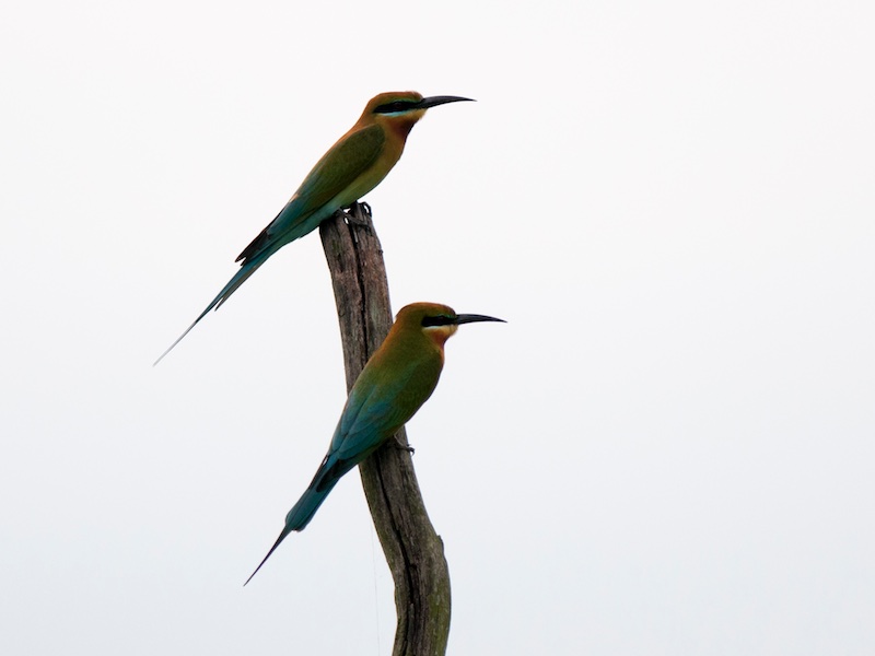 Birds of South East Asia