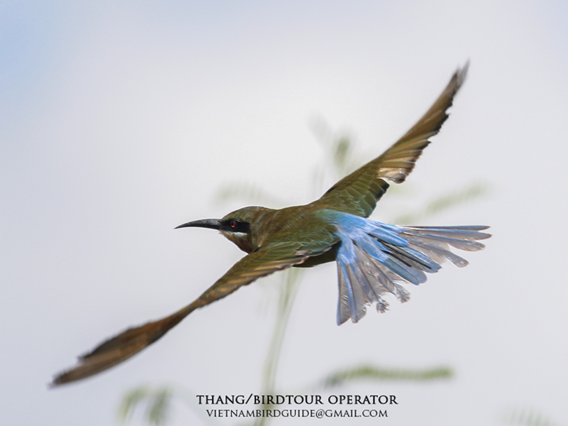 Birds of South East Asia