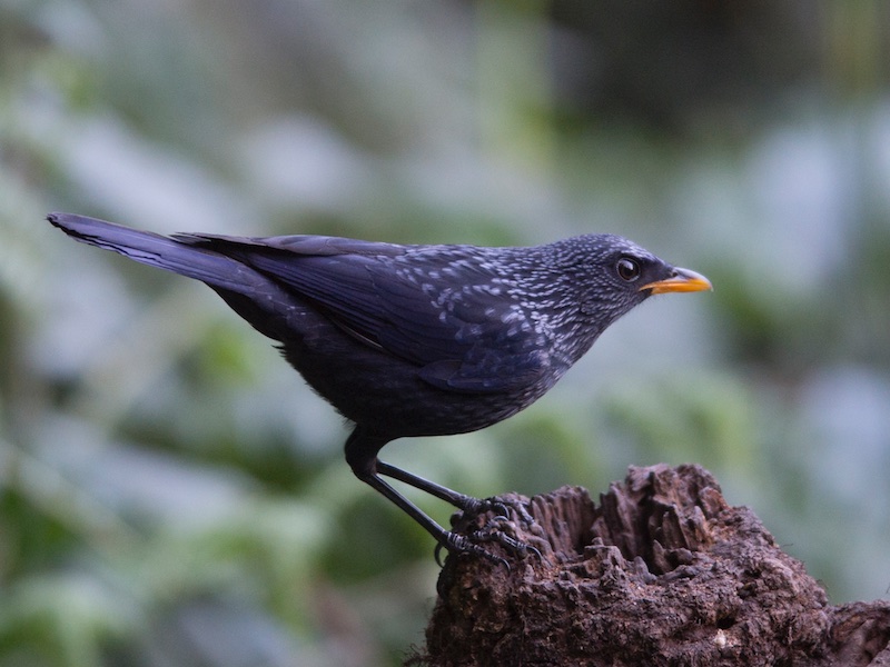 Birds of South East Asia